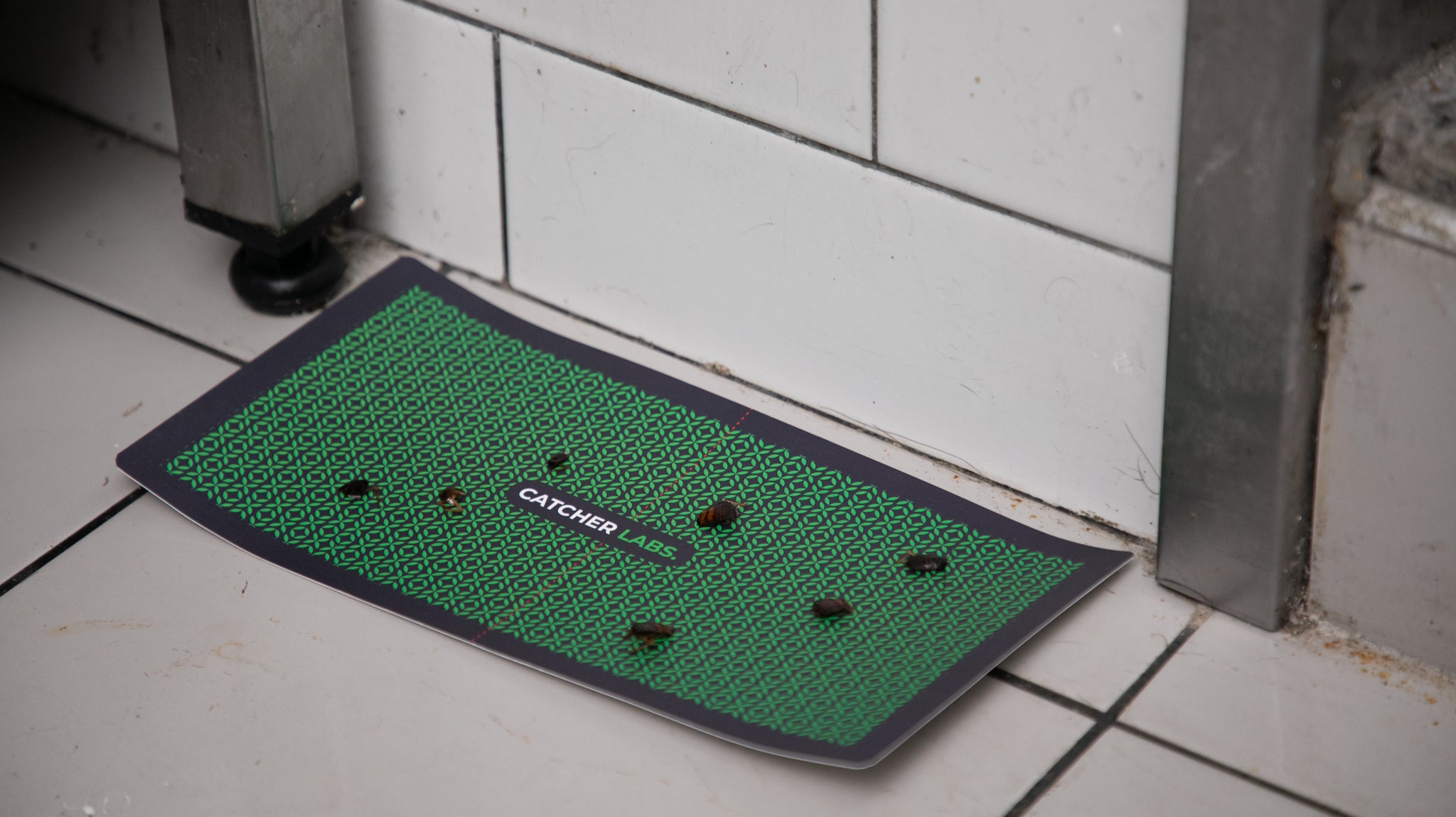 Common Household Pests: Characteristics, Solutions, and Seasonal Tips