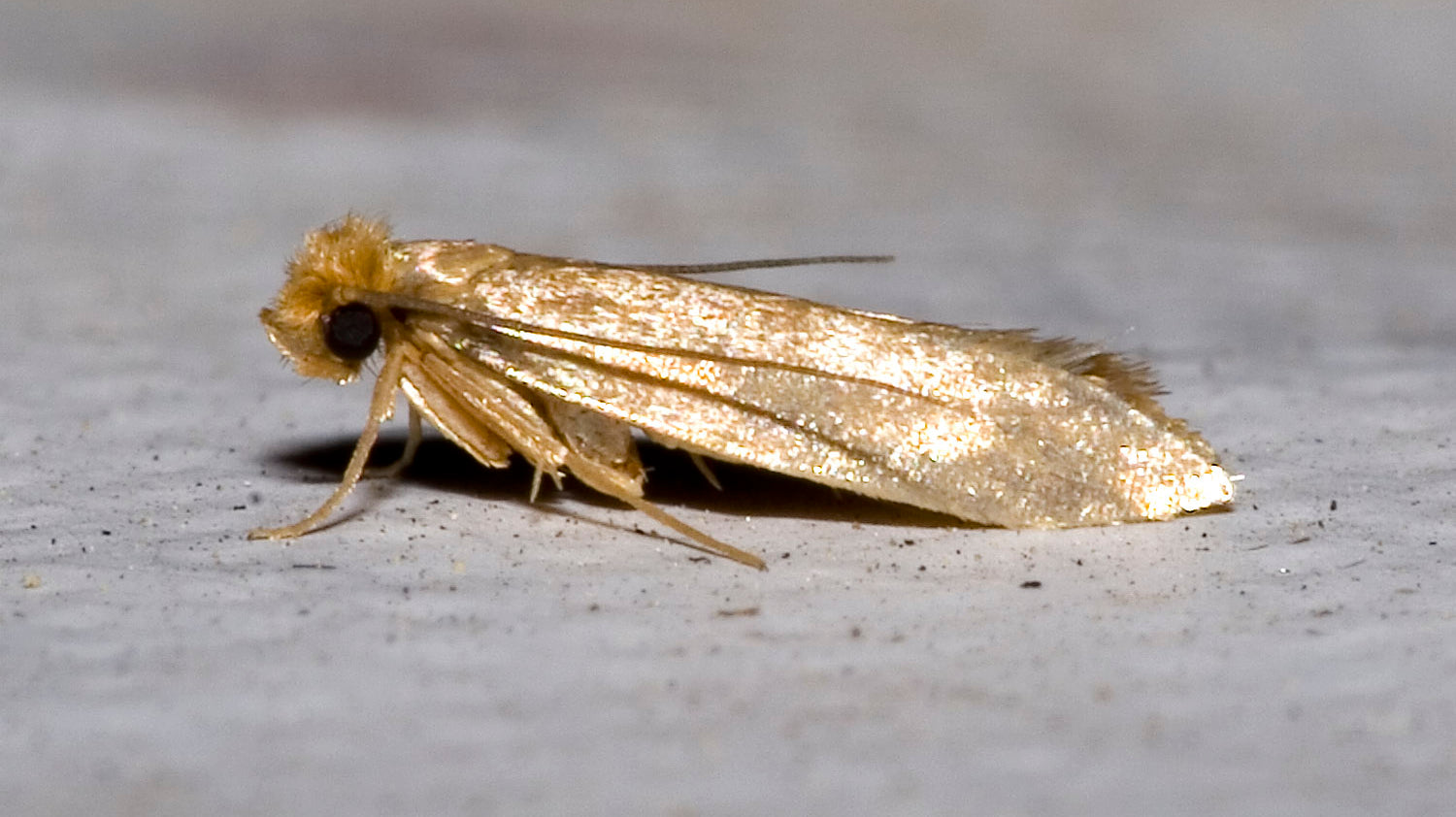 Get to Know More About Clothing Moths - What Do They Like and Where Do They Come From?