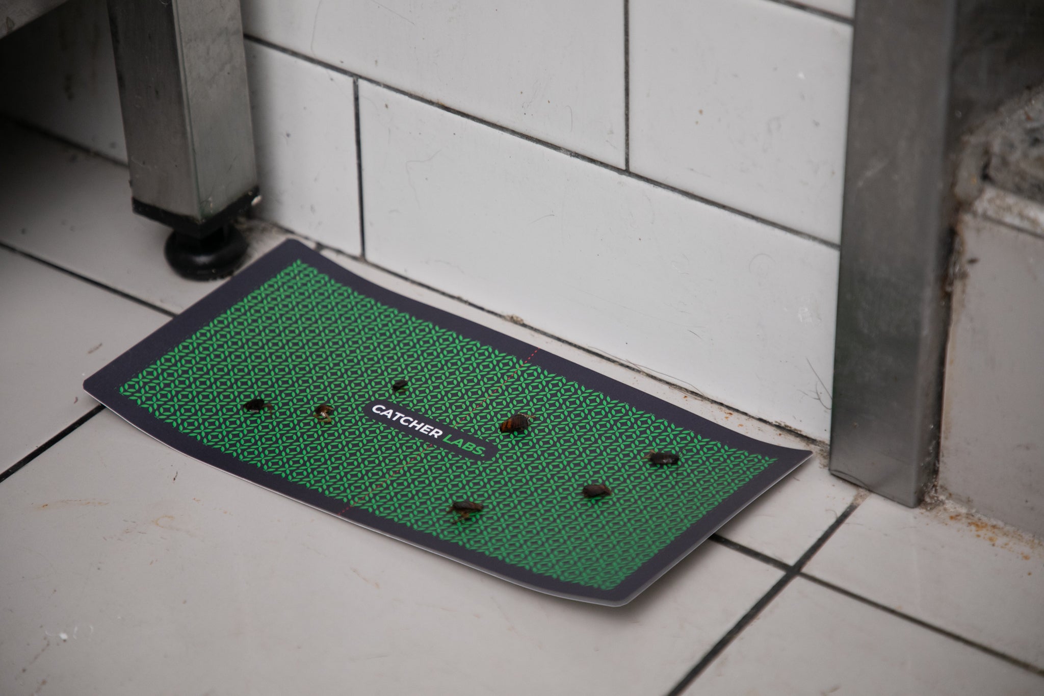 Common Household Pests: Characteristics, Solutions, and Seasonal Tips