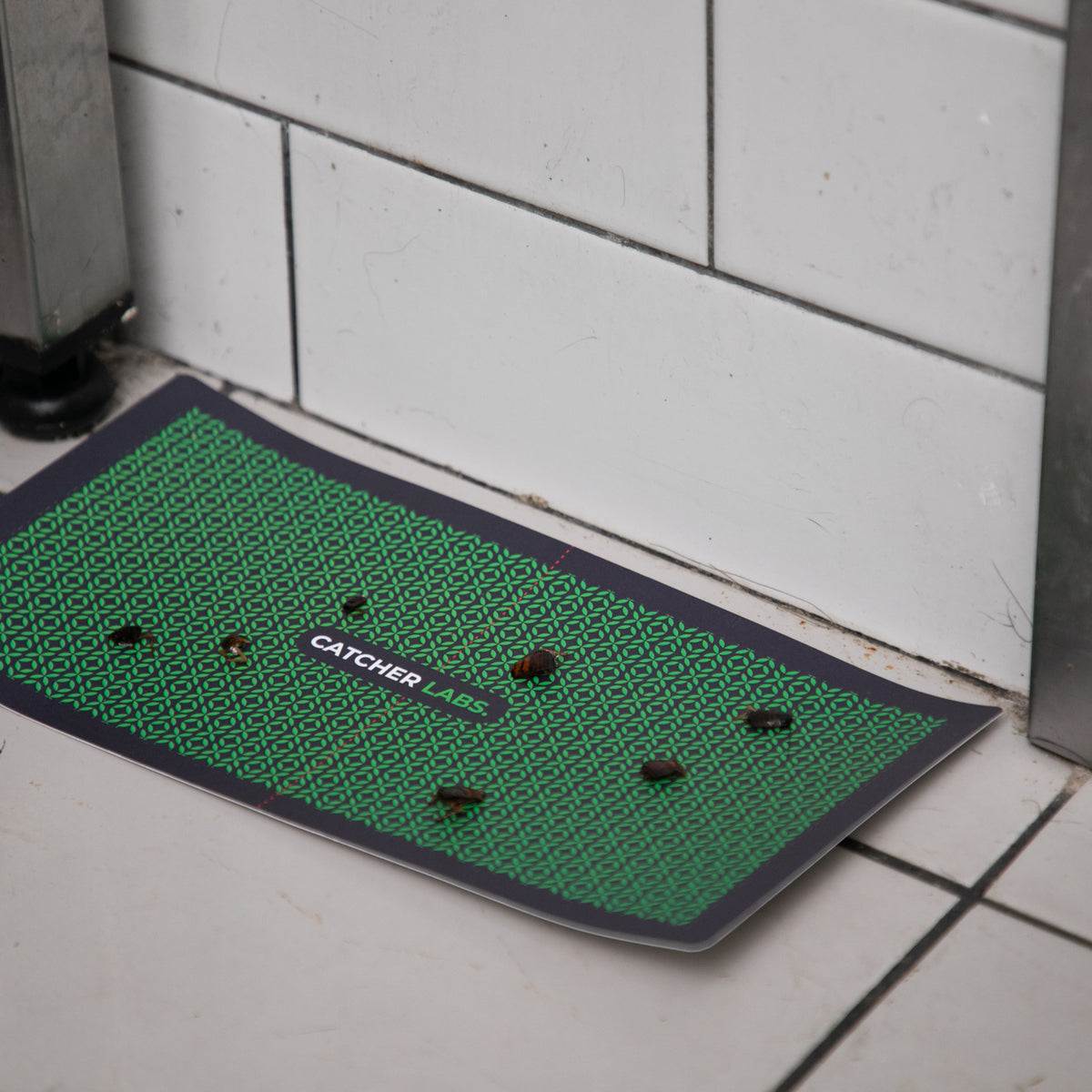 Common Household Pests: Characteristics, Solutions, and Seasonal Tips ...